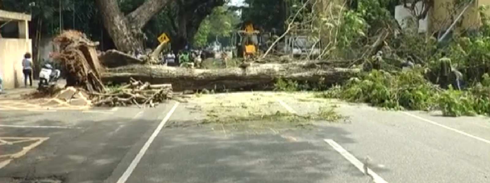 Fallen Tree Blocks Gregory Road in Colombo